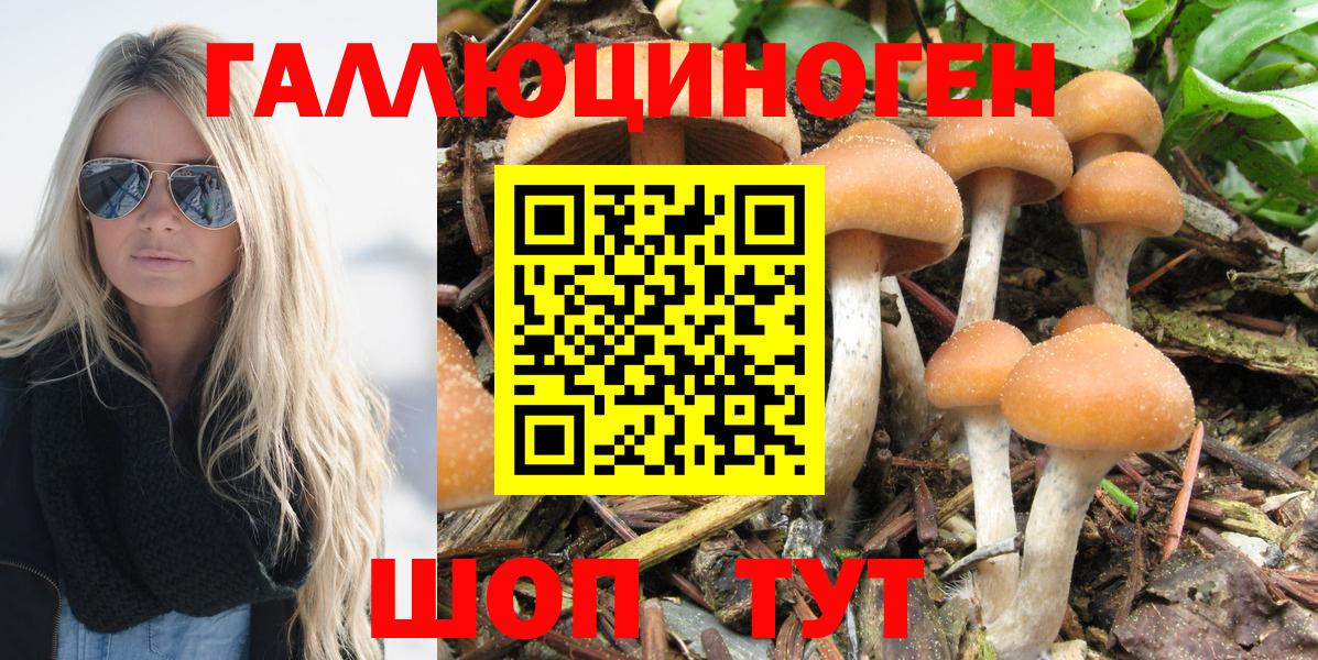 Галлюциногенные грибы GOLDEN TEACHER Курганинск